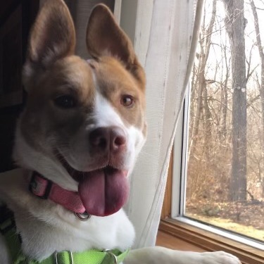 Nala