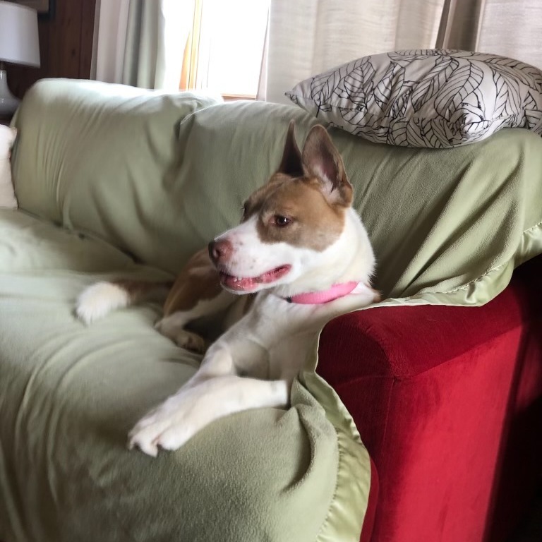 Nala