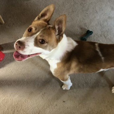 Nala