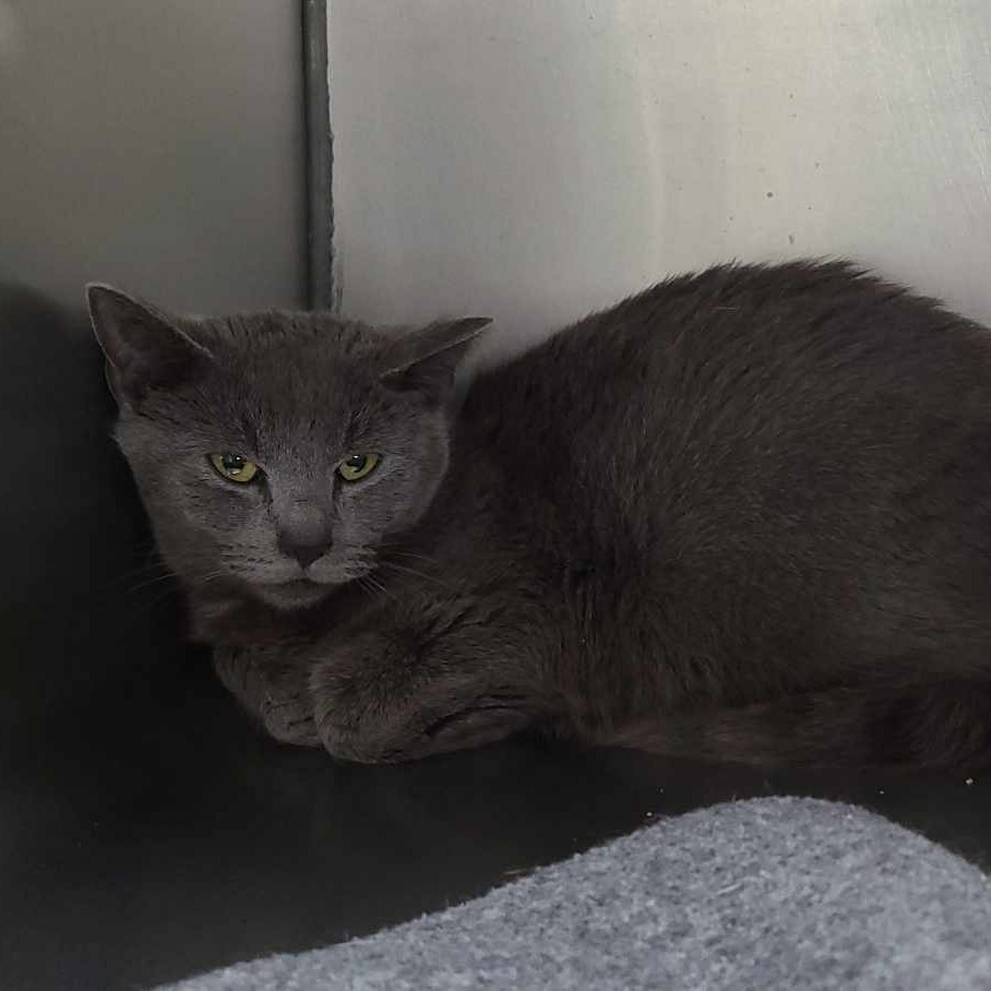 Pepsi, an adoptable Domestic Short Hair in Coos Bay, OR, 97420 | Photo Image 2