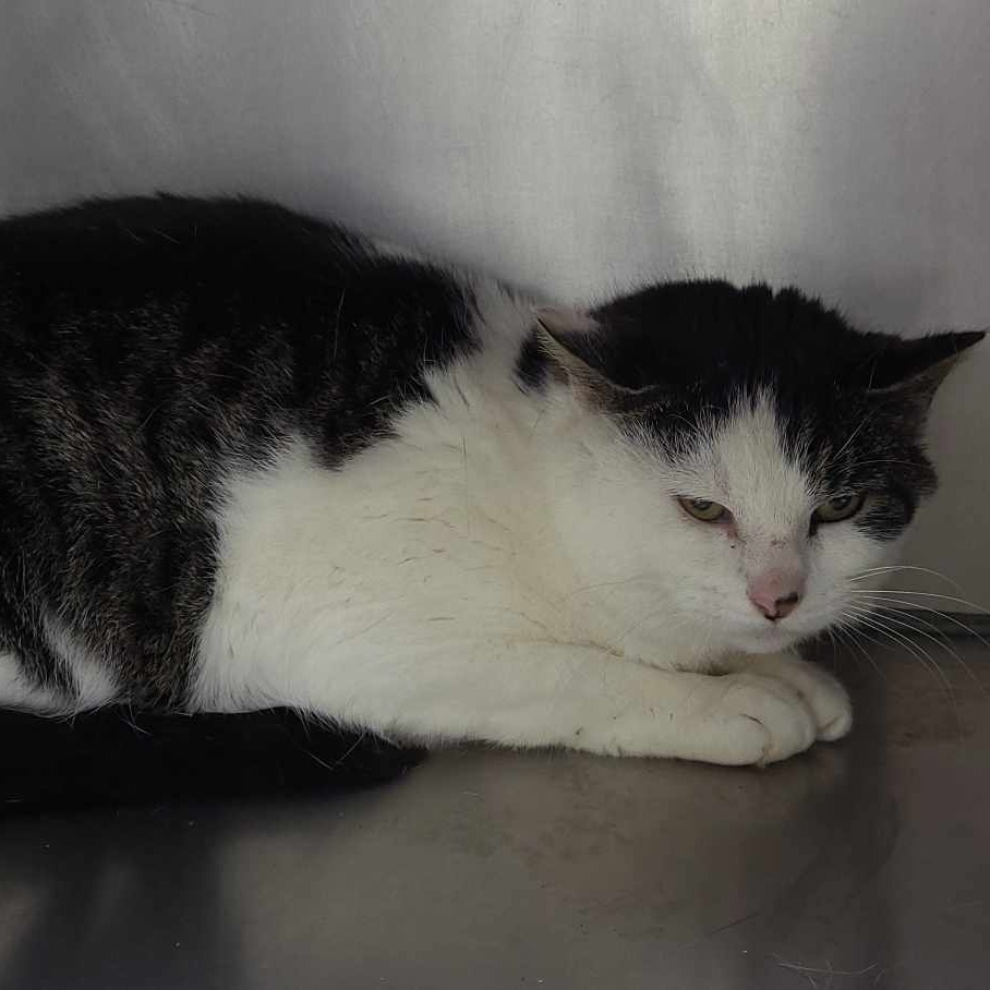 Ewok, an adoptable Domestic Short Hair in Coos Bay, OR, 97420 | Photo Image 1