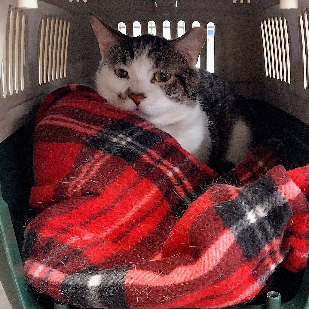 Pistachio (Ithaca PetSmart)