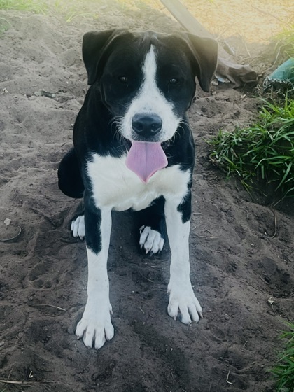 Calli