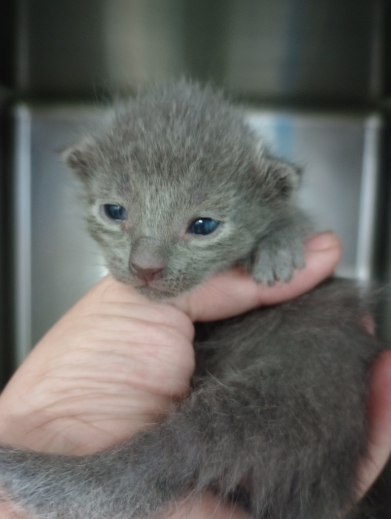 Dos, an adoptable Domestic Short Hair in Brownwood, TX, 76801 | Photo Image 1