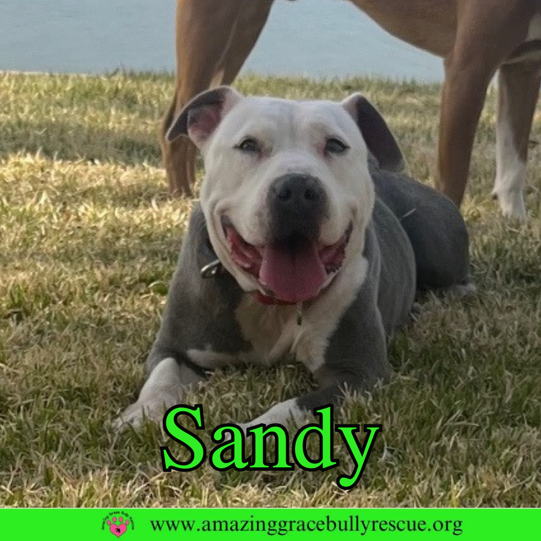 Sand Dollar (Sandy)