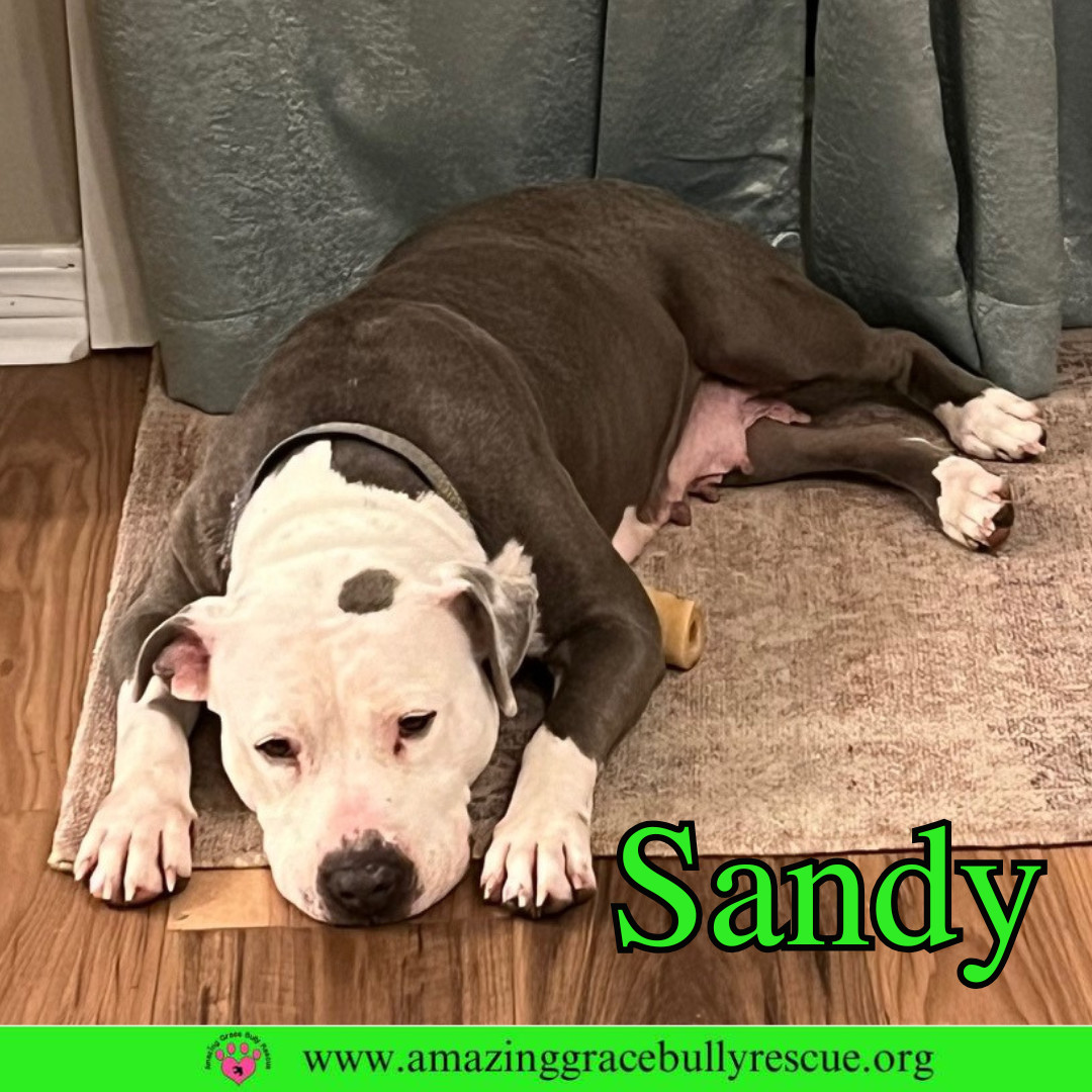 Sand Dollar (Sandy)
