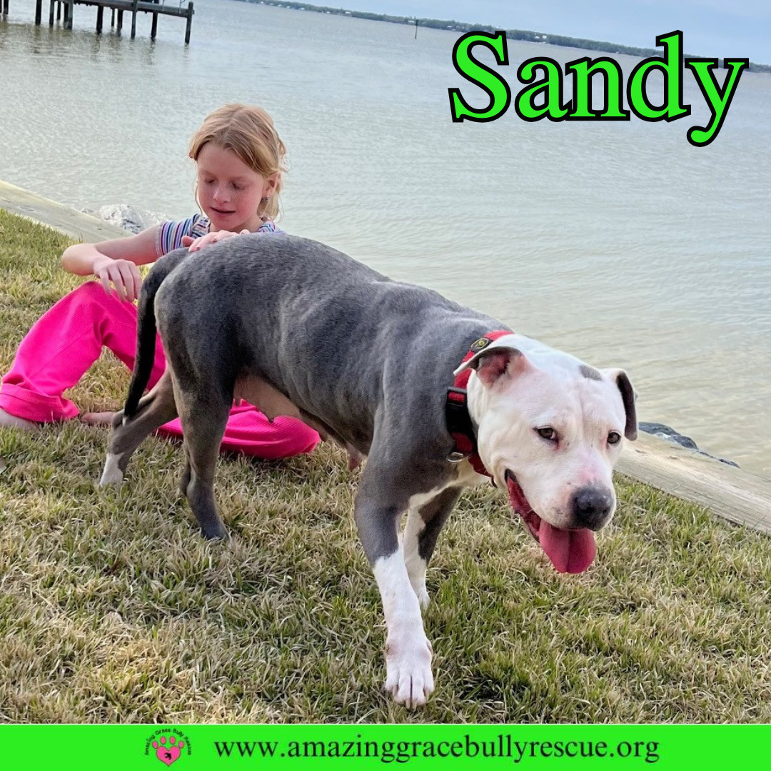 Sand Dollar (Sandy)