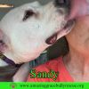 Sand Dollar (Sandy) photo 3