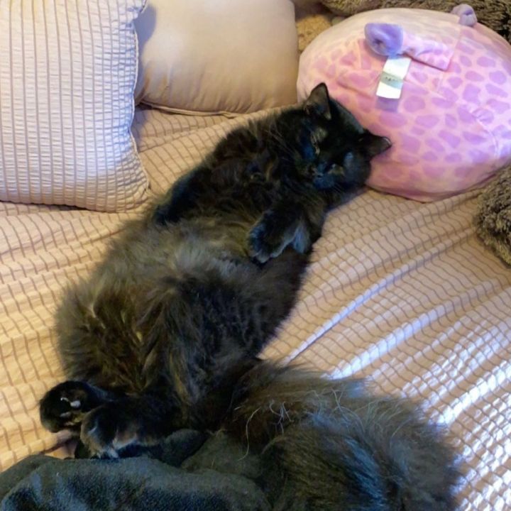 Beans 2