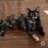 Snickers photo 1