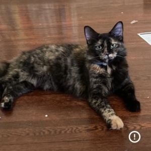 Snickers, Adult Female Domestic Long Hair