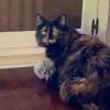 Snickers photo 2