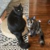 Snickers photo 3