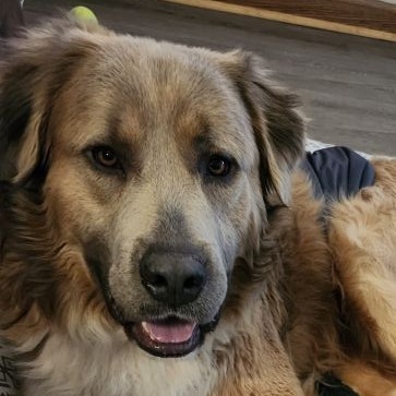 Barney photo