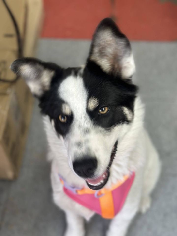 Trixie 2