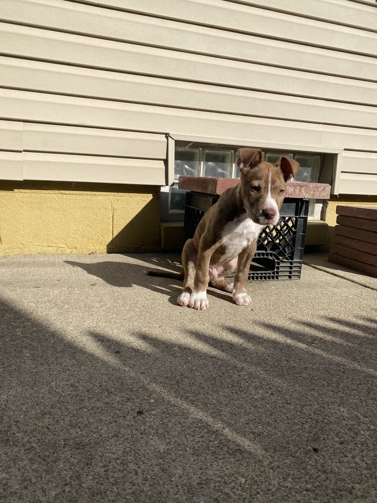 Marvin