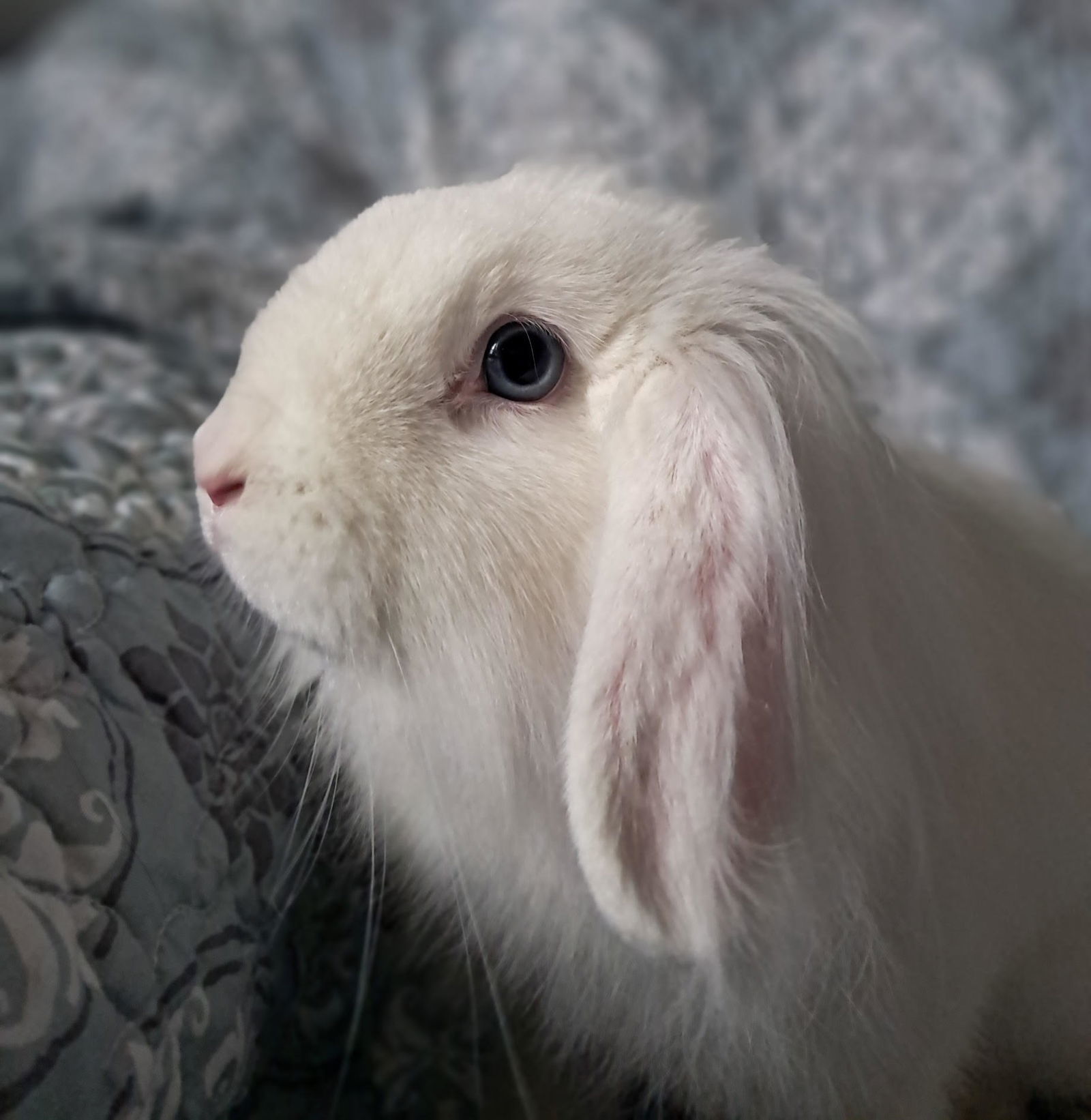 Clover