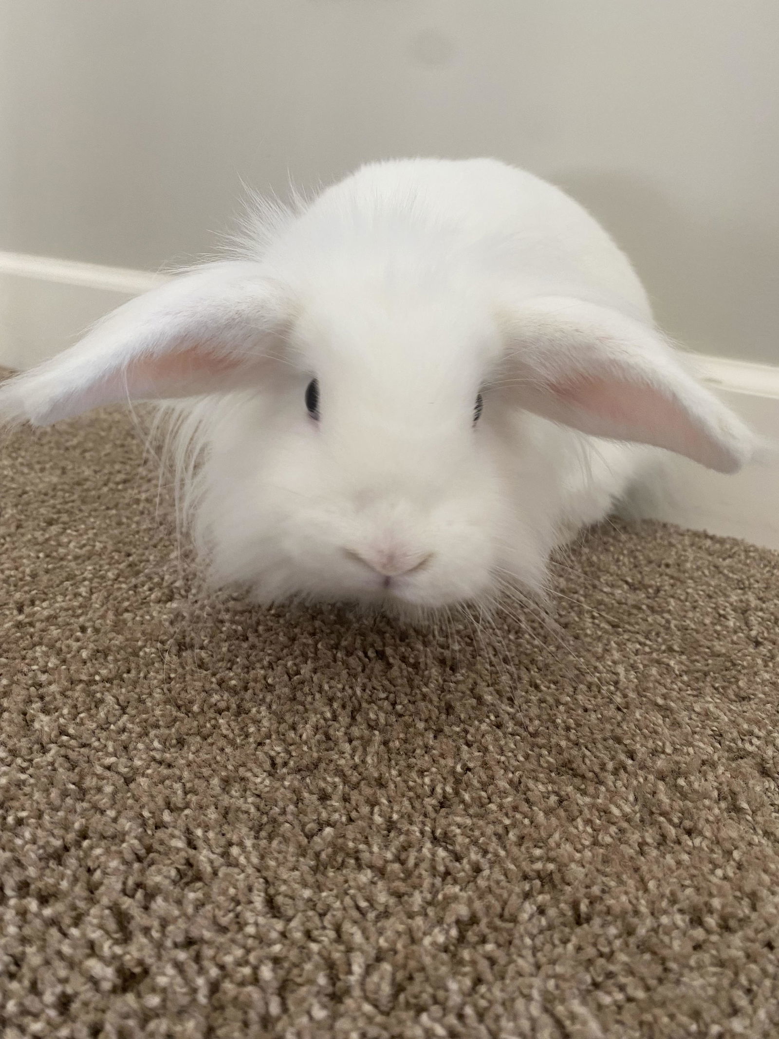 Clover
