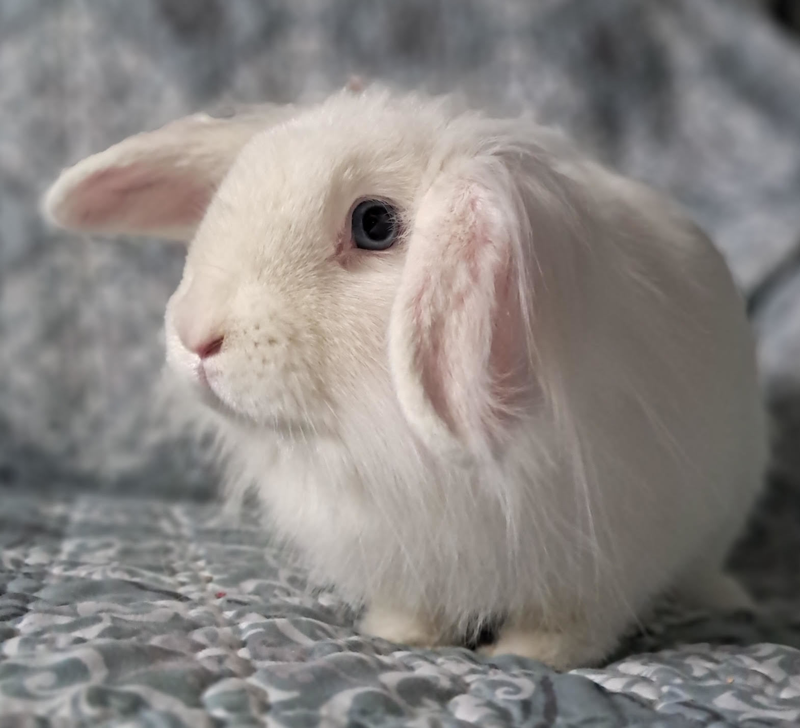 Clover