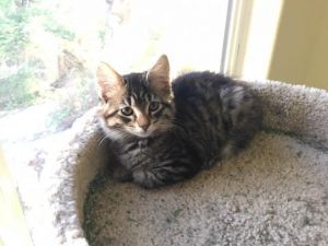 Kashmir (aka Sparkles), Adult Female Domestic Medium Hair
