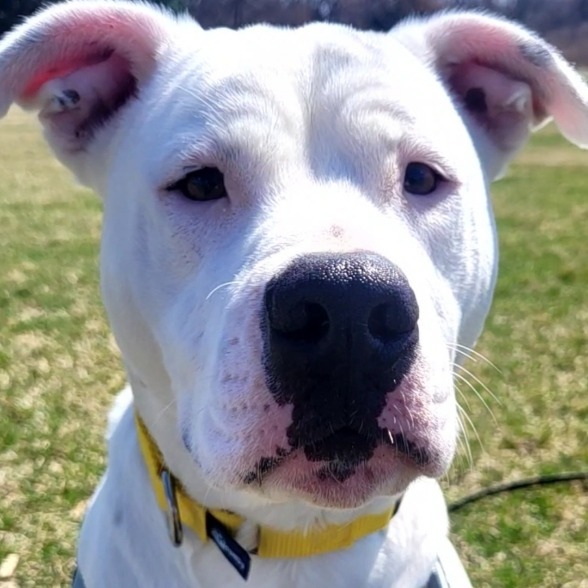 Enzo