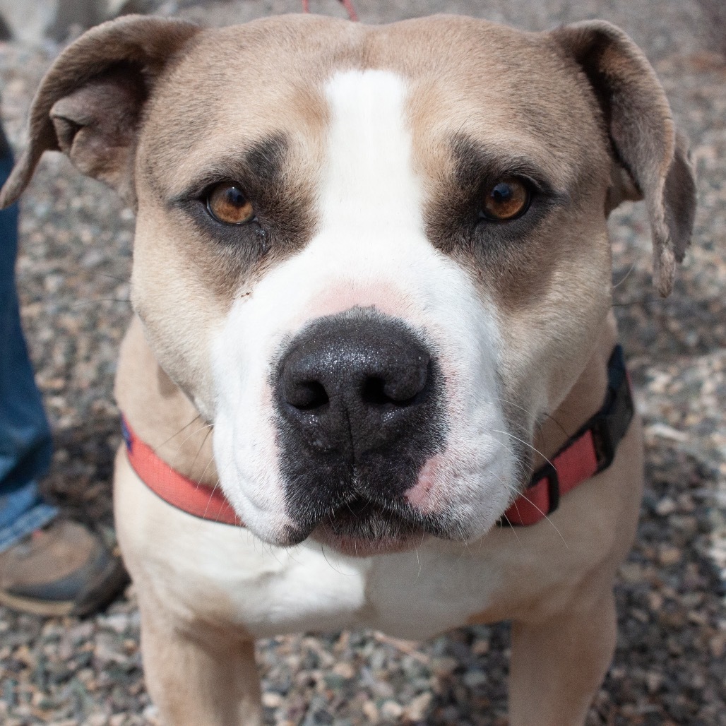 SAMMY, an adoptable American Bulldog in Pagosa Springs, CO, 81147 | Photo Image 1