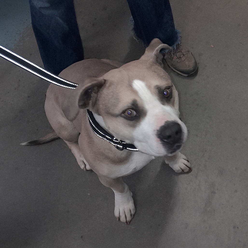 SAMMY, an adoptable American Bulldog in Pagosa Springs, CO, 81147 | Photo Image 2