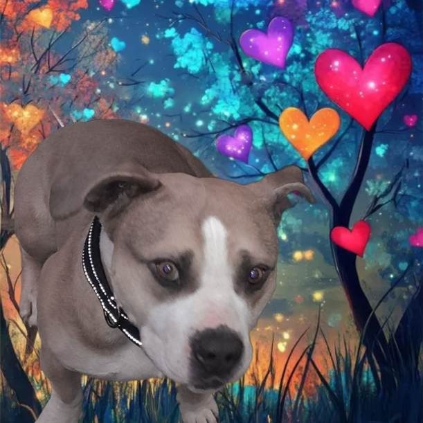 SAMMY, an adoptable American Bulldog in Pagosa Springs, CO, 81147 | Photo Image 3