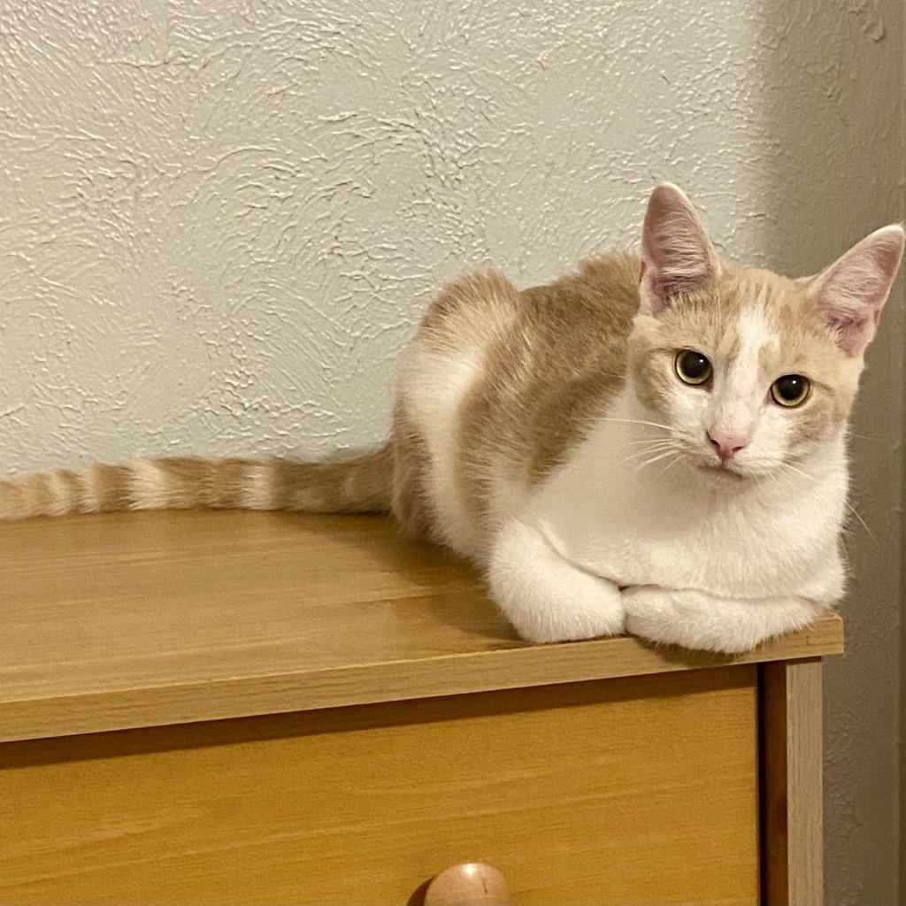 Ron