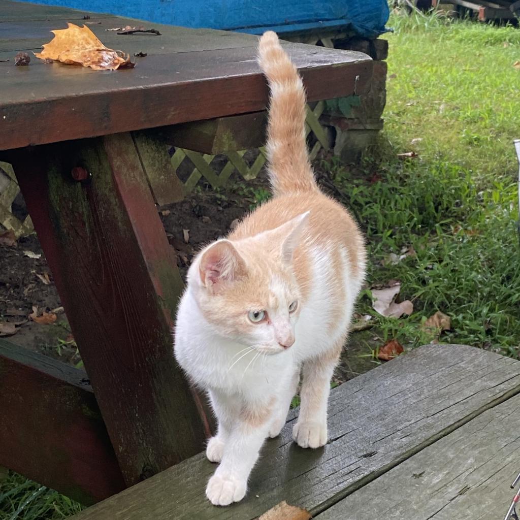 Ron