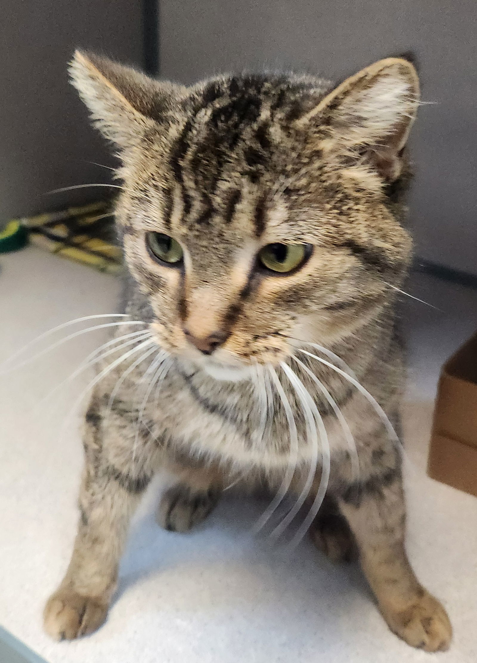 Dorothy, an adoptable Domestic Short Hair in Knoxville, IA, 50138 | Photo Image 1