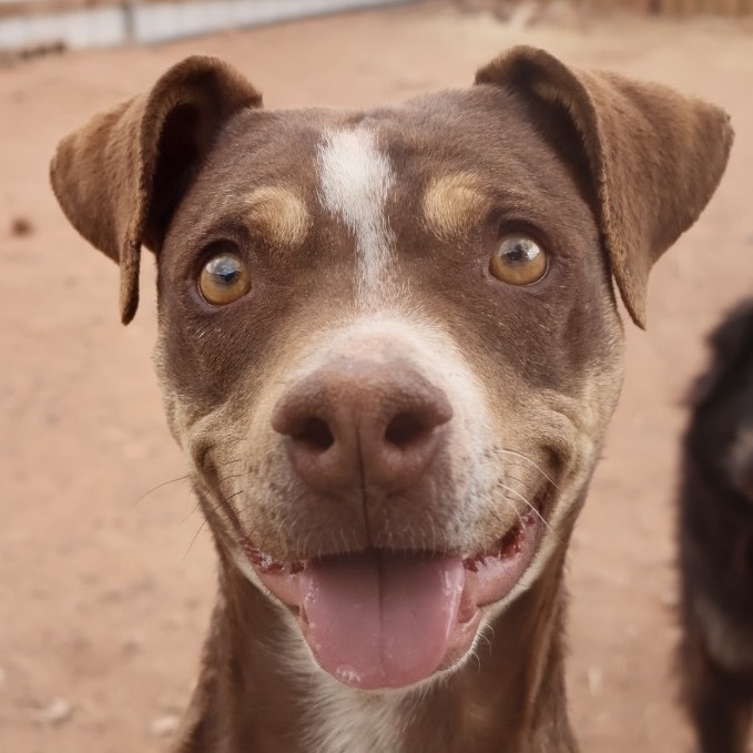 Gargoyle, an adoptable Mixed Breed in Moab, UT, 84532 | Photo Image 1