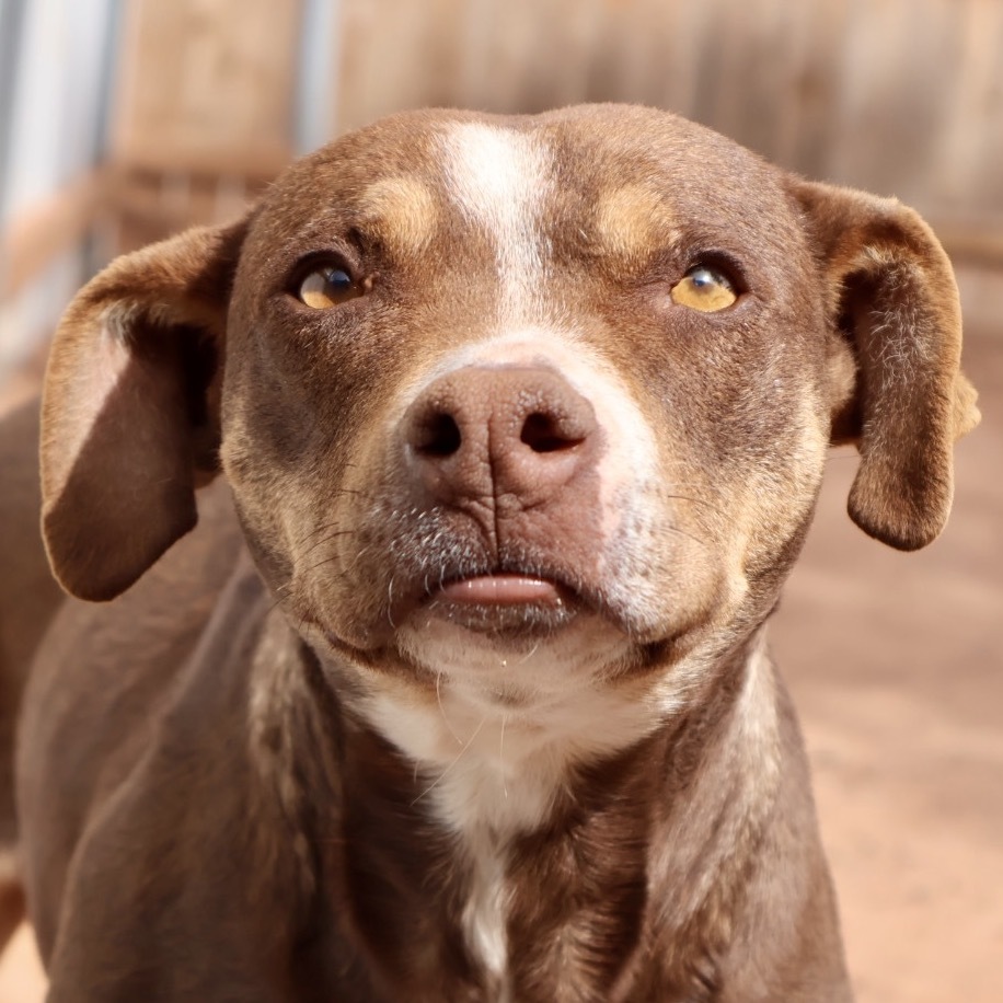 Gargoyle, an adoptable Mixed Breed in Moab, UT, 84532 | Photo Image 2