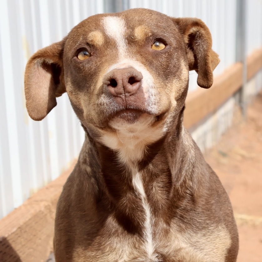 Gargoyle, an adoptable Mixed Breed in Moab, UT, 84532 | Photo Image 3