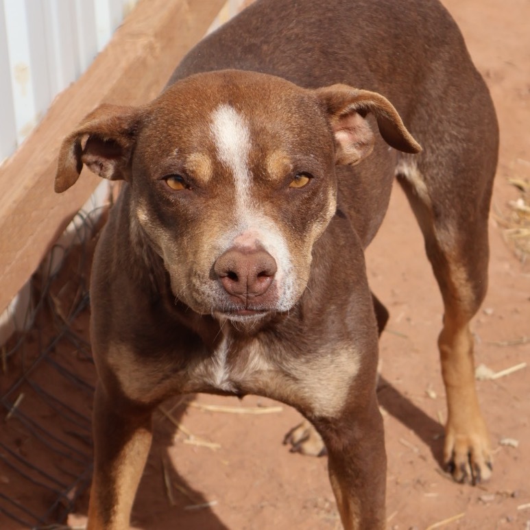 Gargoyle, an adoptable Mixed Breed in Moab, UT, 84532 | Photo Image 4