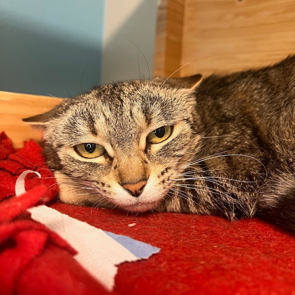 Roasted Garlic, an adoptable Domestic Short Hair in Fort Collins, CO, 80524 | Photo Image 1