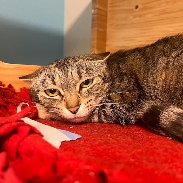 Roasted Garlic, an adoptable Domestic Short Hair in Fort Collins, CO, 80524 | Photo Image 2