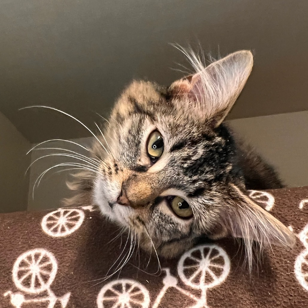 Parrish, an adoptable Domestic Medium Hair in Fort Collins, CO, 80524 | Photo Image 1