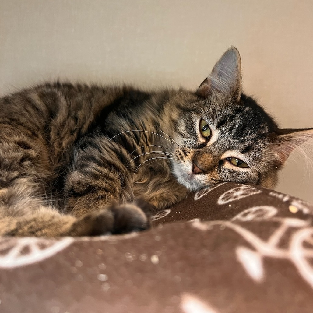 Parrish, an adoptable Domestic Medium Hair in Fort Collins, CO, 80524 | Photo Image 3