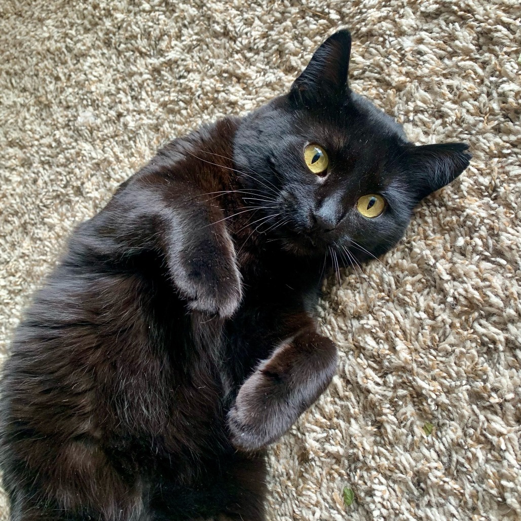 Sylvia, an adoptable Domestic Short Hair in Fort Collins, CO, 80524 | Photo Image 1