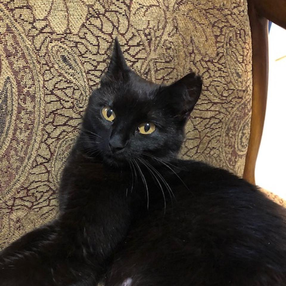 Sylvia, an adoptable Domestic Short Hair in Fort Collins, CO, 80524 | Photo Image 2