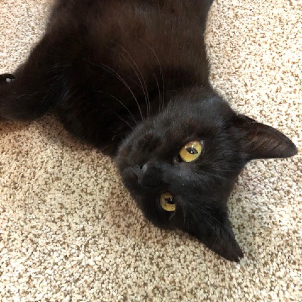 Sylvia, an adoptable Domestic Short Hair in Fort Collins, CO, 80524 | Photo Image 3