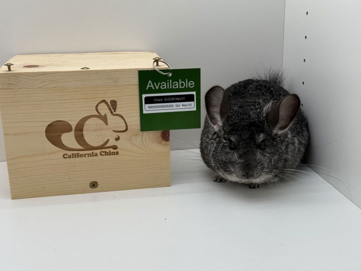 Chara 3