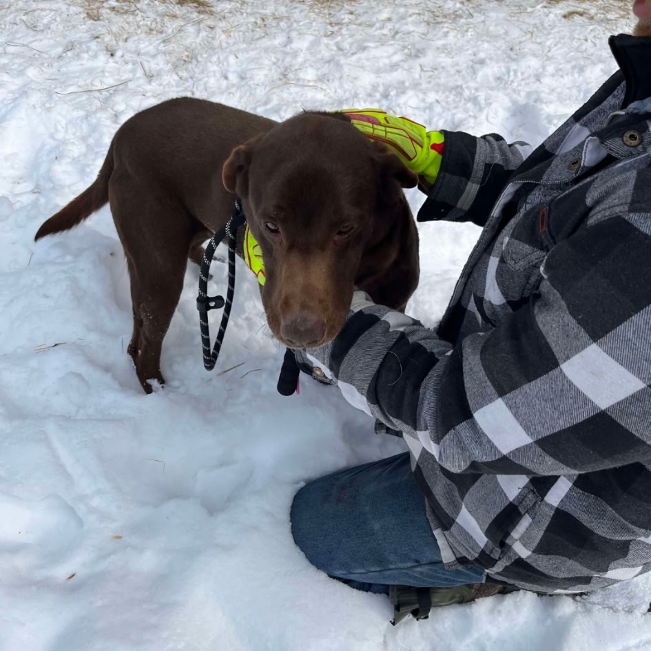 Buddy, an adoptable Chocolate Labrador Retriever in Baldwin, WI, 54002 | Photo Image 1