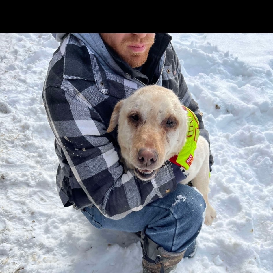 Lilly the Lab