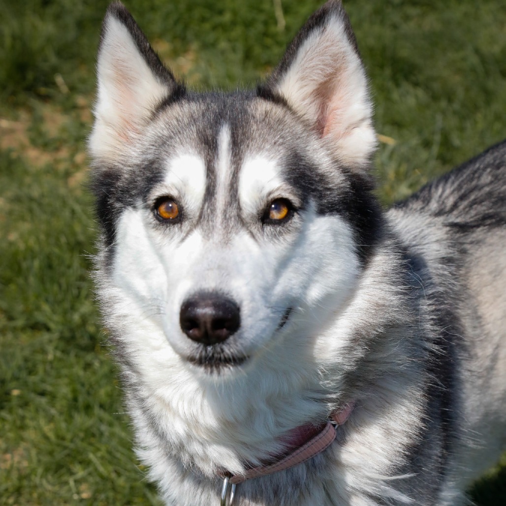 Dakota