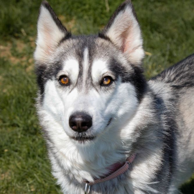 Dakota