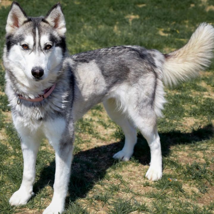 Dakota 2