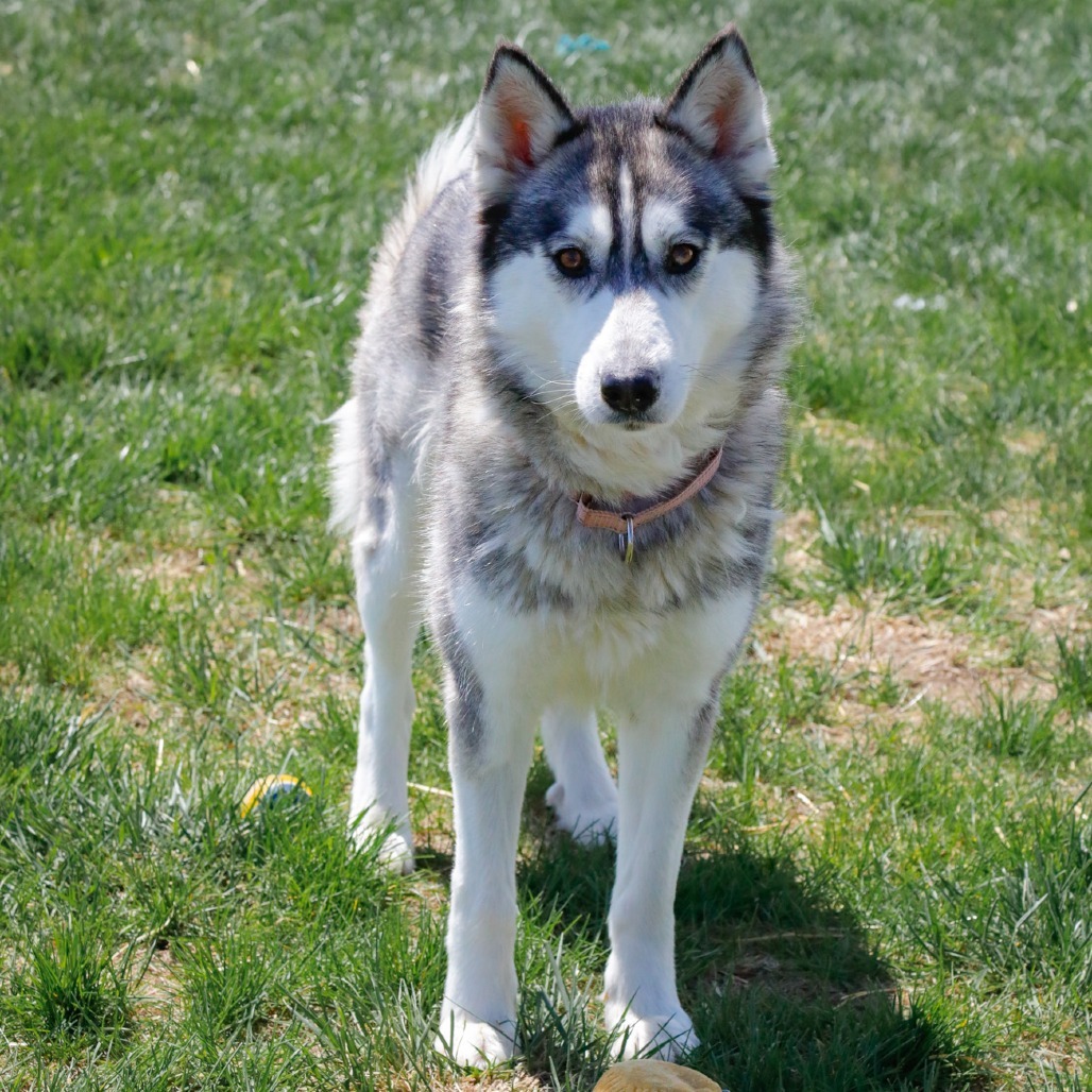 Dakota