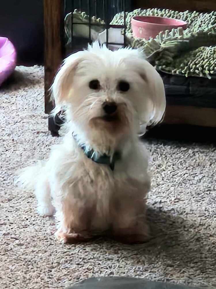 Duchess